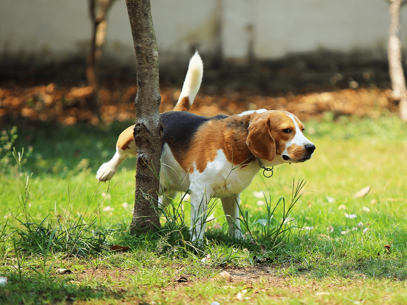 Waarom plast mijn hond zoveel?