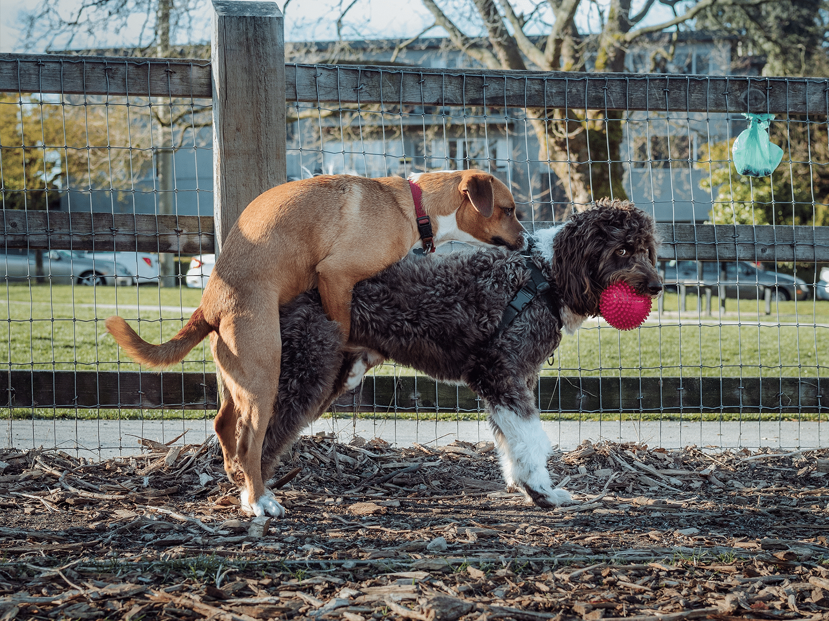 Waarom rijdt een vrouwtjes hond?