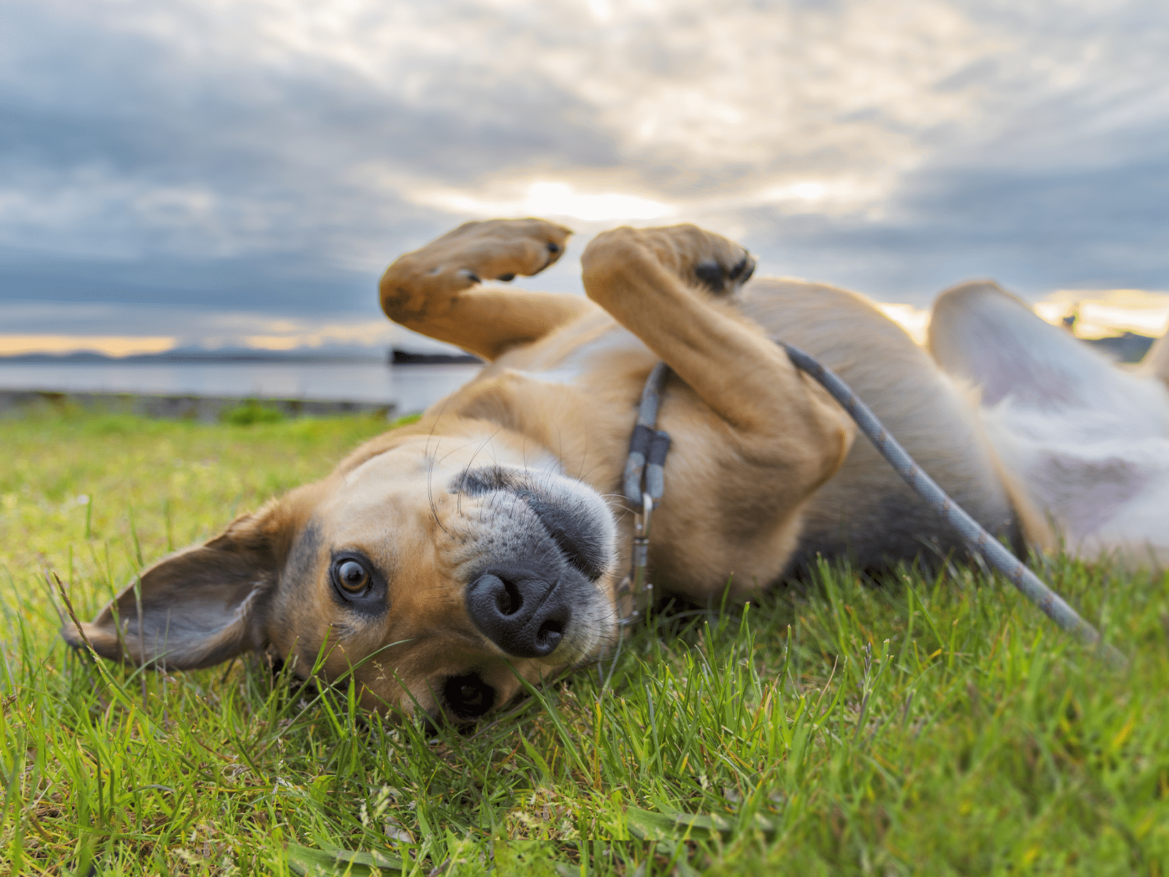 Waarom rolt een hond door de poep?