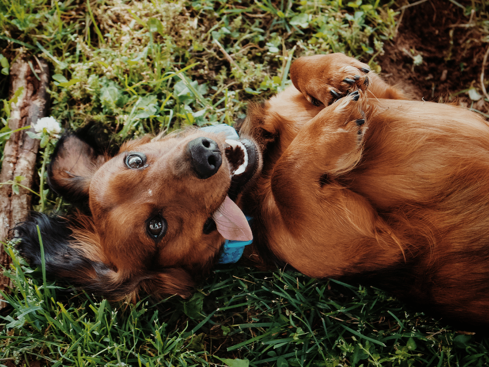 Waarom rolt een hond in dode dieren?