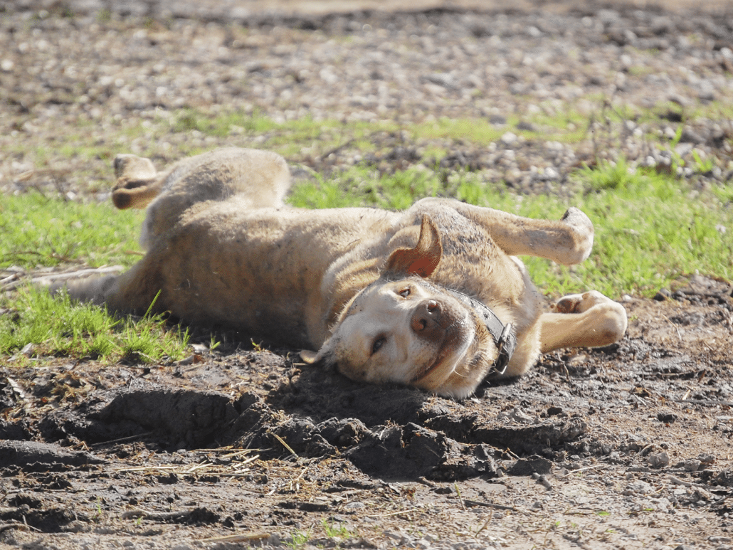 Waarom rolt een hond in viezigheid? Ontdek de redenen hier!