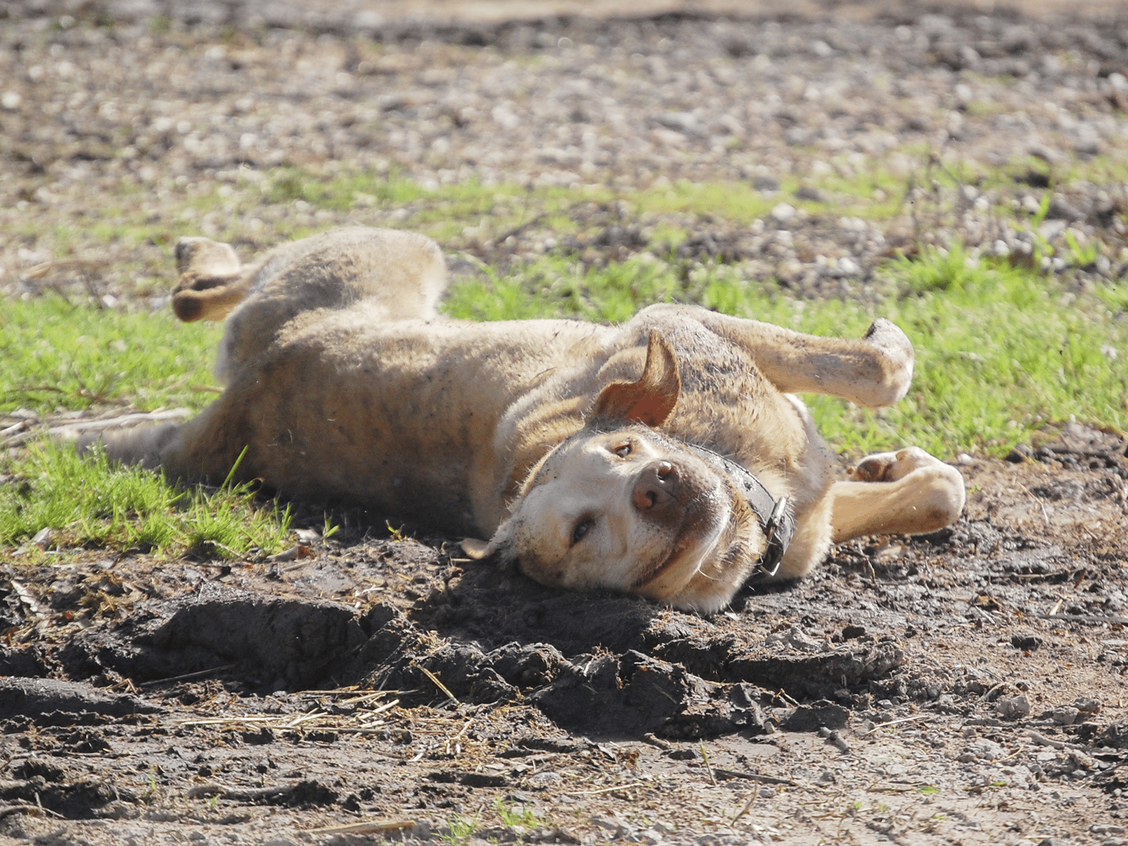 Waarom rolt een hond in viezigheid?