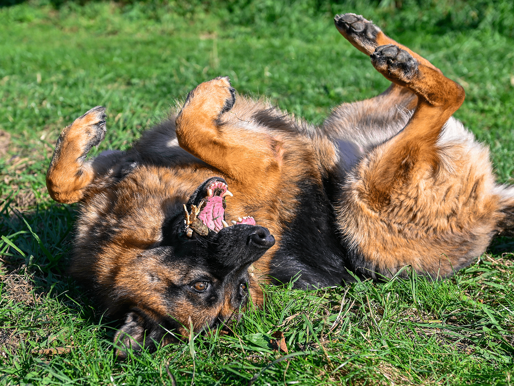 Waarom rolt een hond?