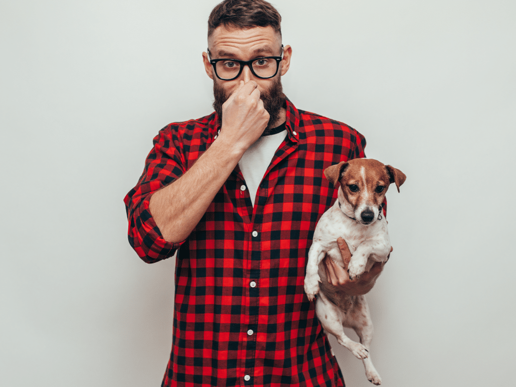 Hond Stinkt Naar Vis Uit Anus