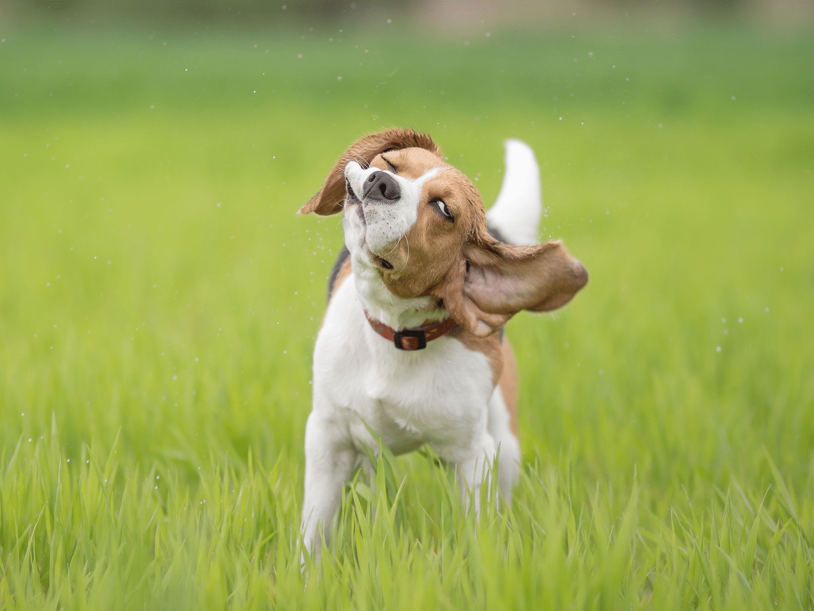 Waarom schudt een hond zich uit?