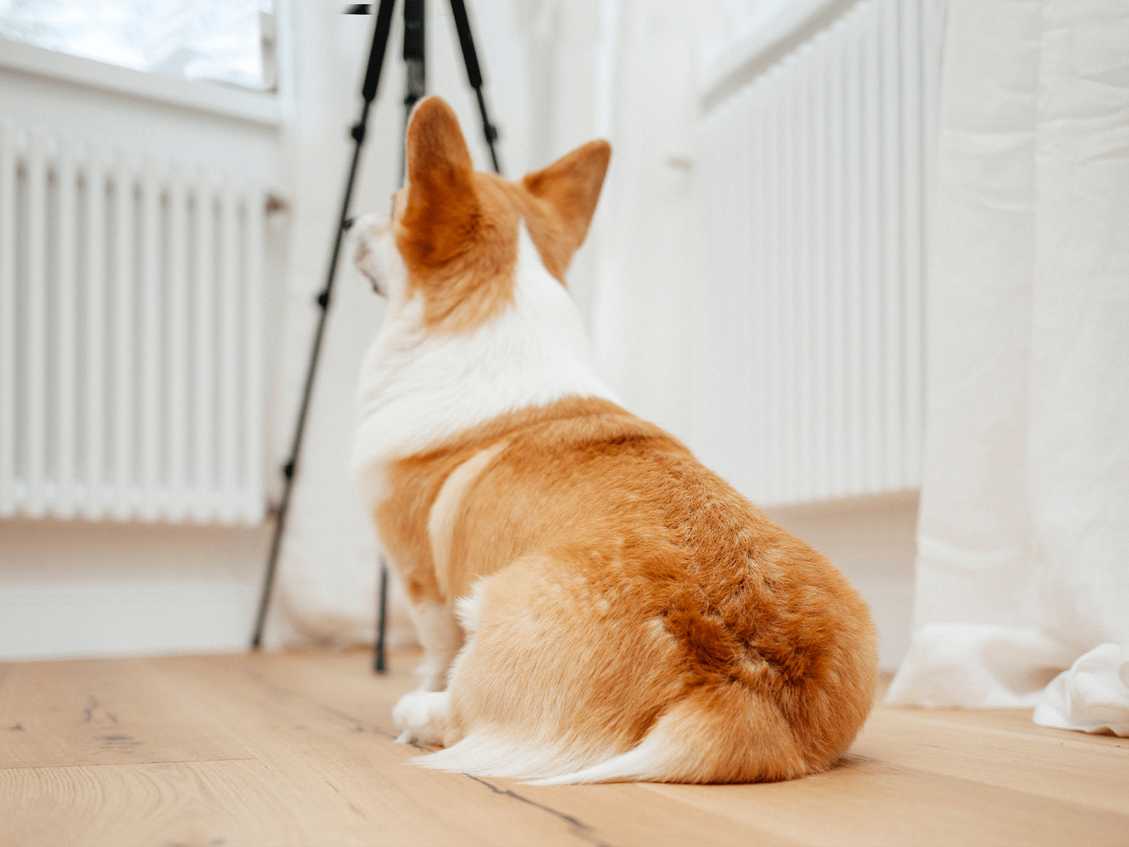 Waarom schuift hond met billen over de grond?