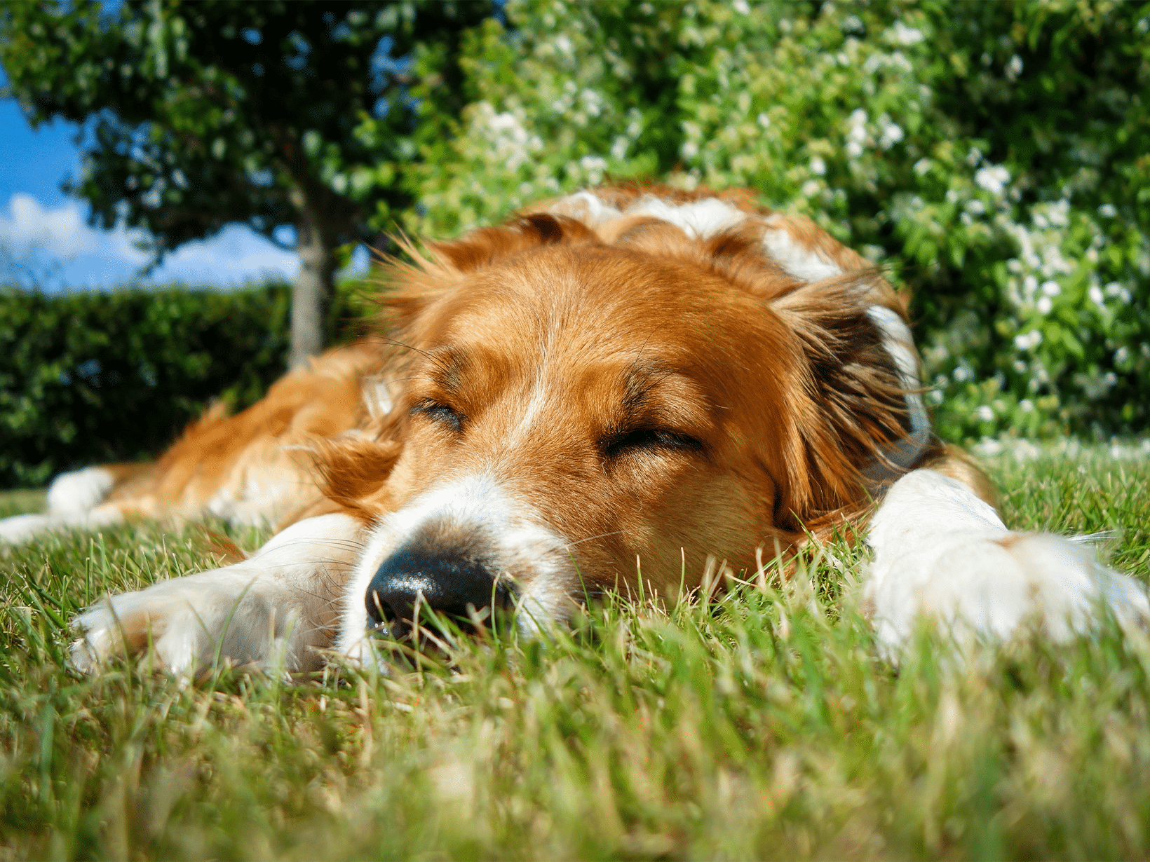 waarom slaapt een hond zoveel?