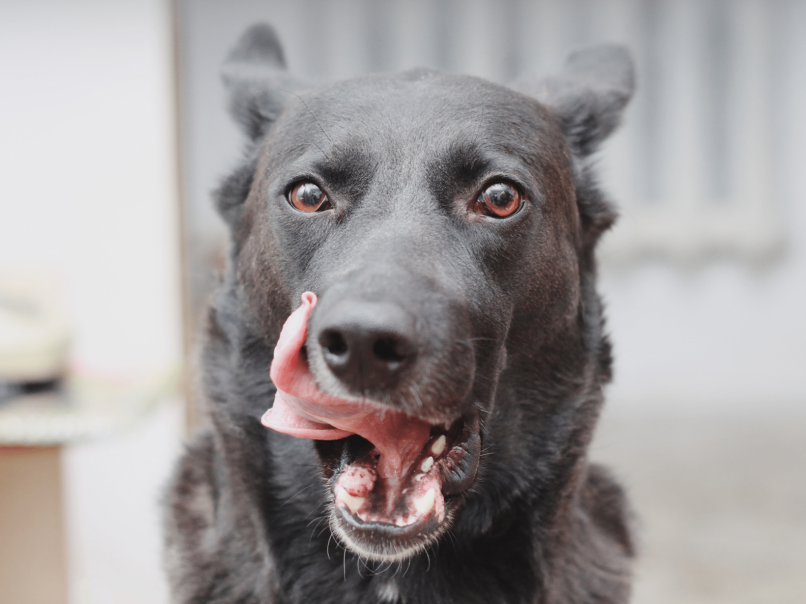 Waarom smakt een hond?