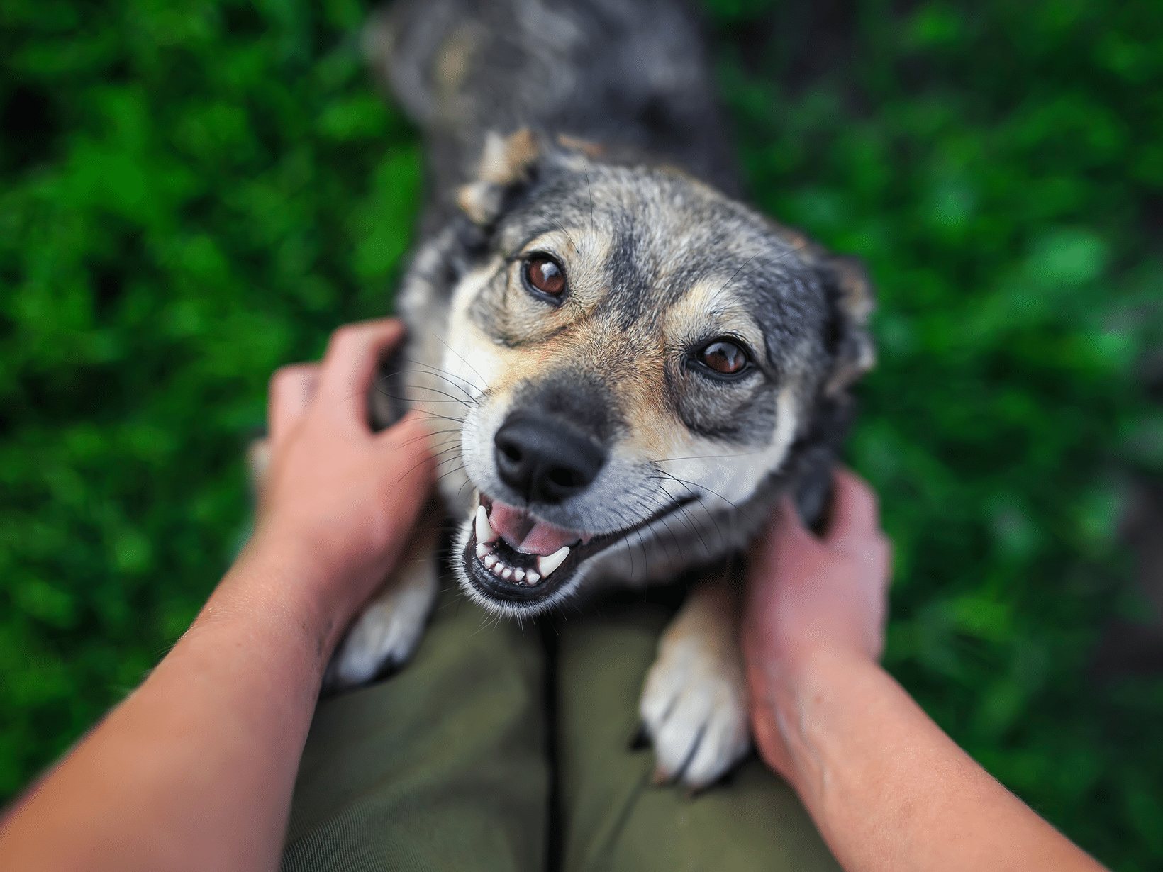 Waarom springt een hond tegen je aan?