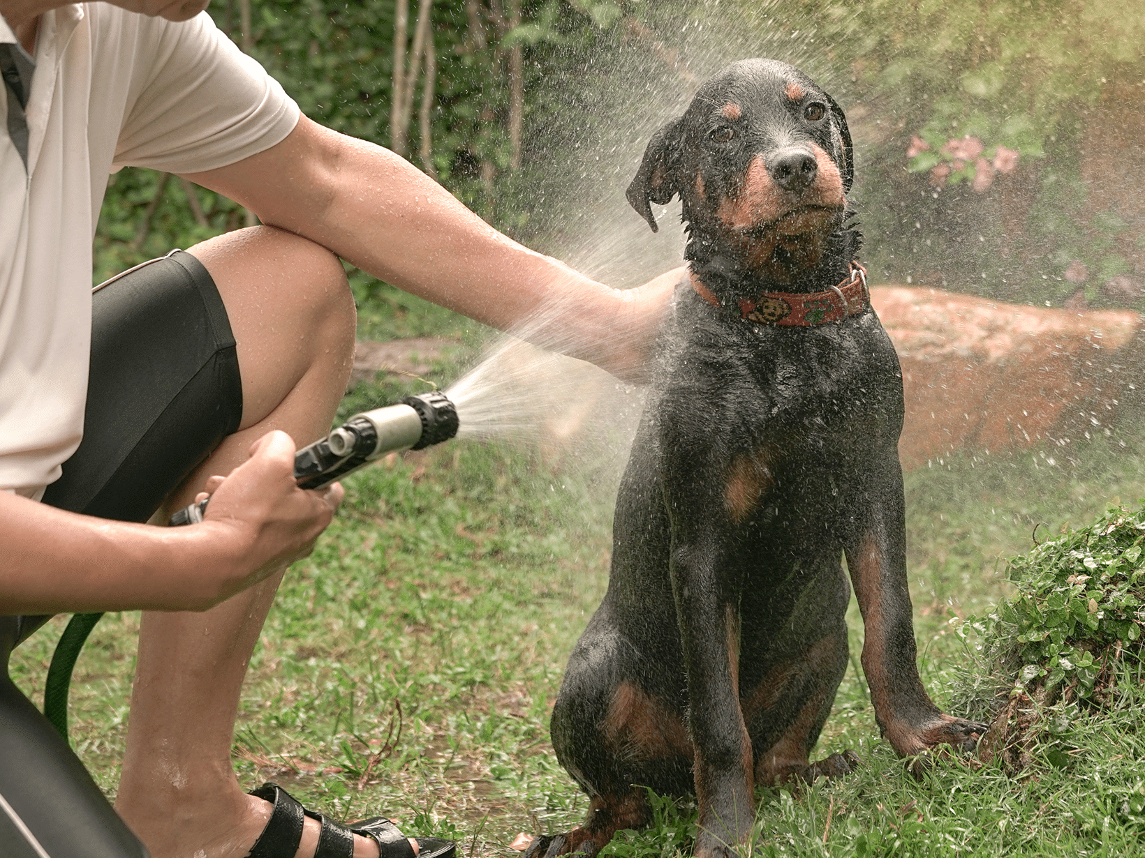 Waarom stinkt een hond?