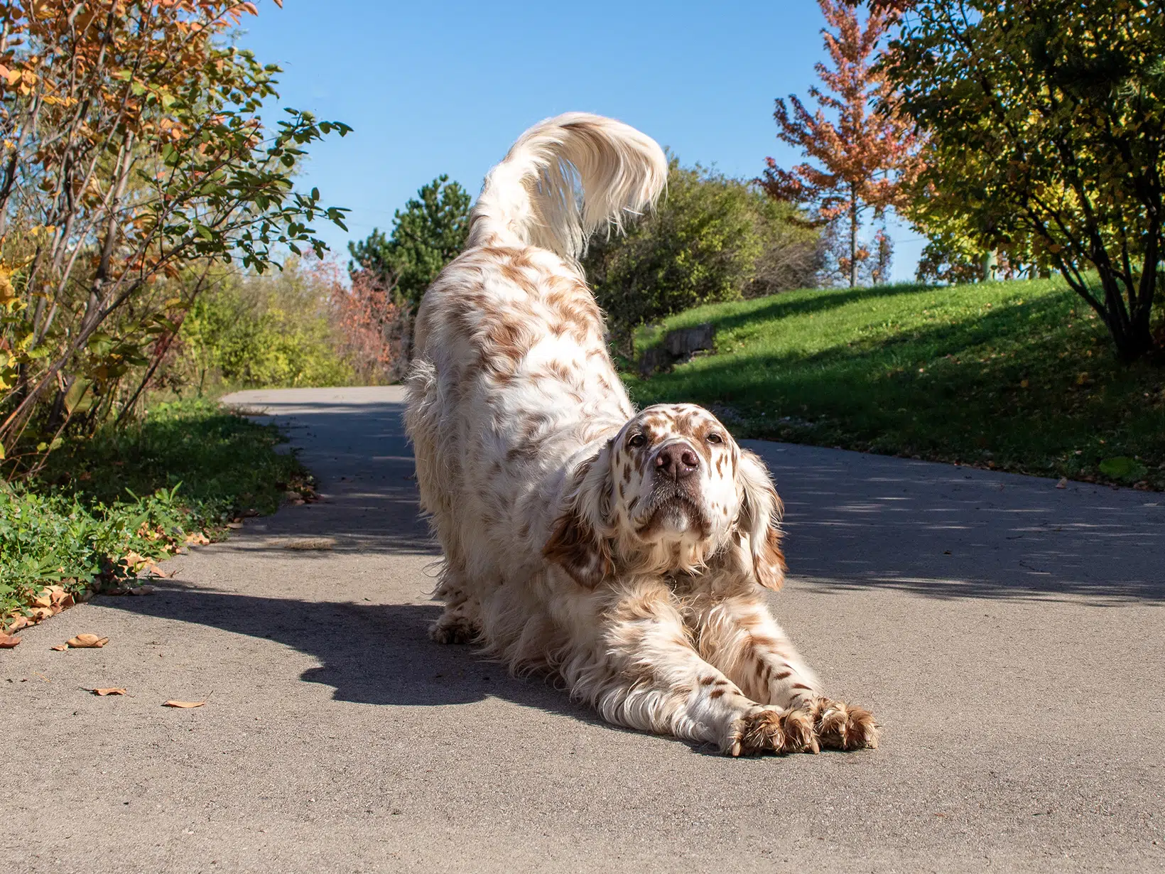 Waarom strekt een hond zich uit?