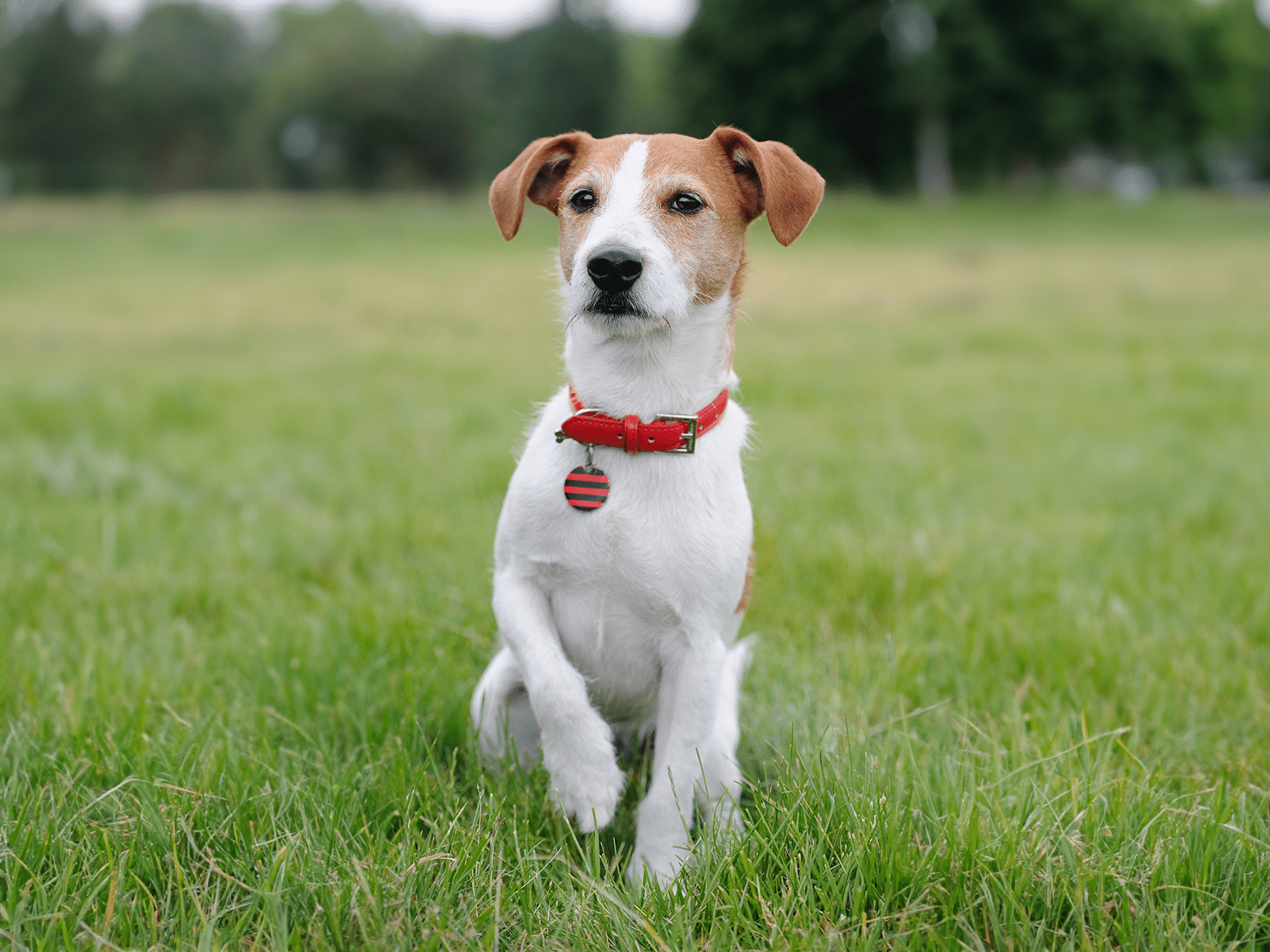 Waarom tilt een hond zijn voorpoot op?