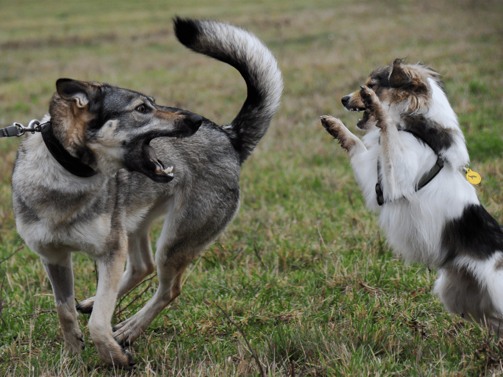 Waarom valt een hond een andere hond aan? Ontdek de oorzaken!