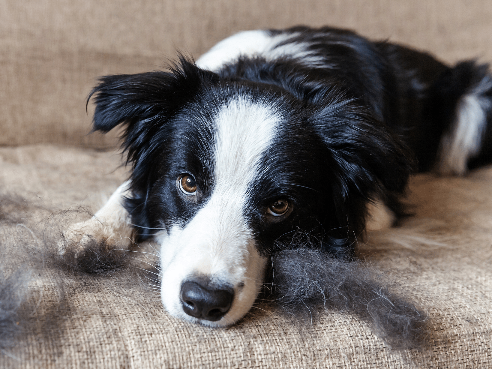 Waarom verliest mijn hond zoveel haar?