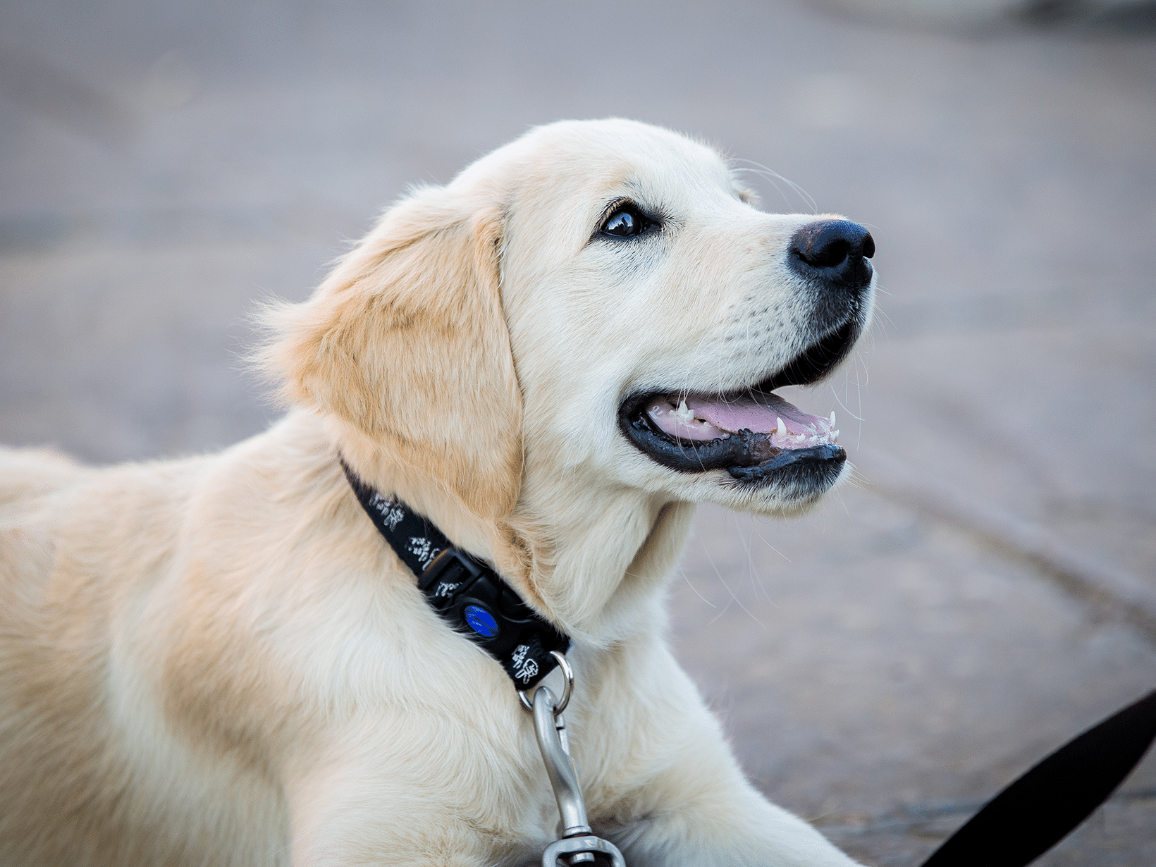 Waarom wilt een hond niet wandelen?