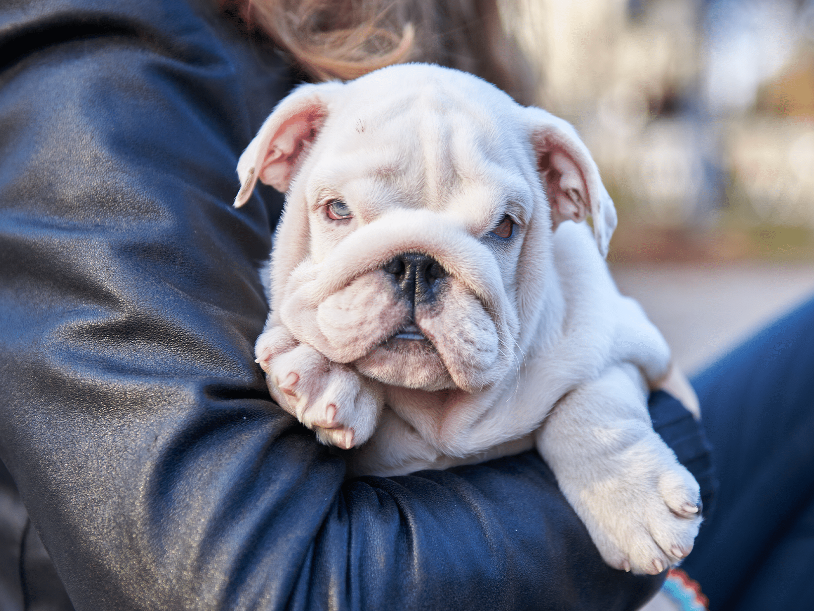 Waarom wilt mijn hond niet knuffelen?