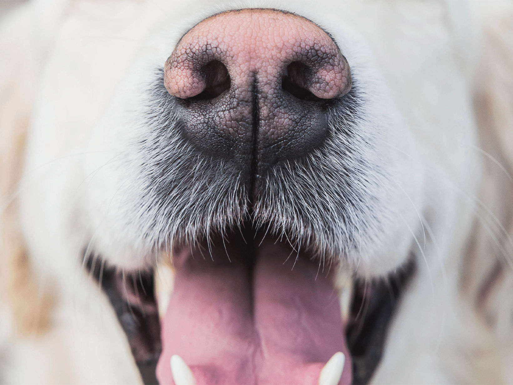 waarom wordt de neus van mijn hond roze?