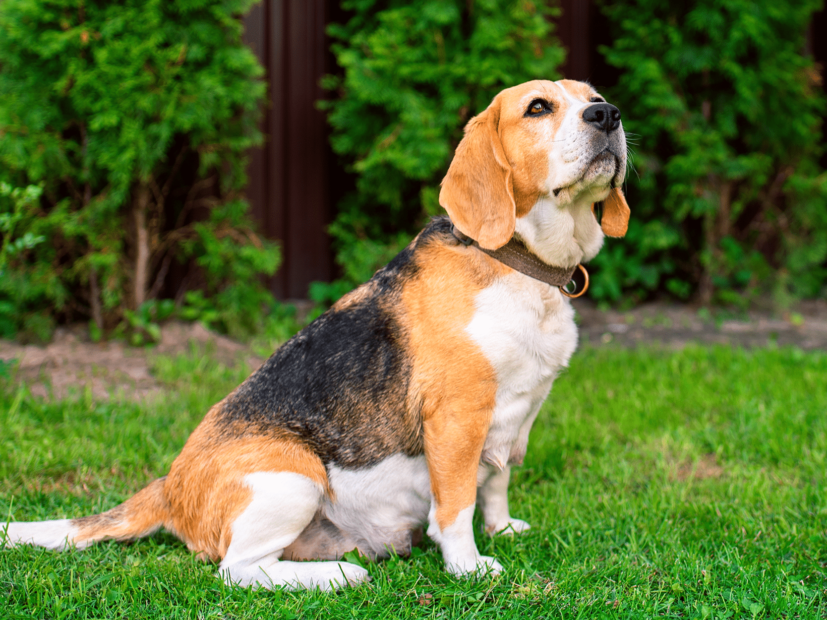 Waarom wordt een hond schijnzwanger?