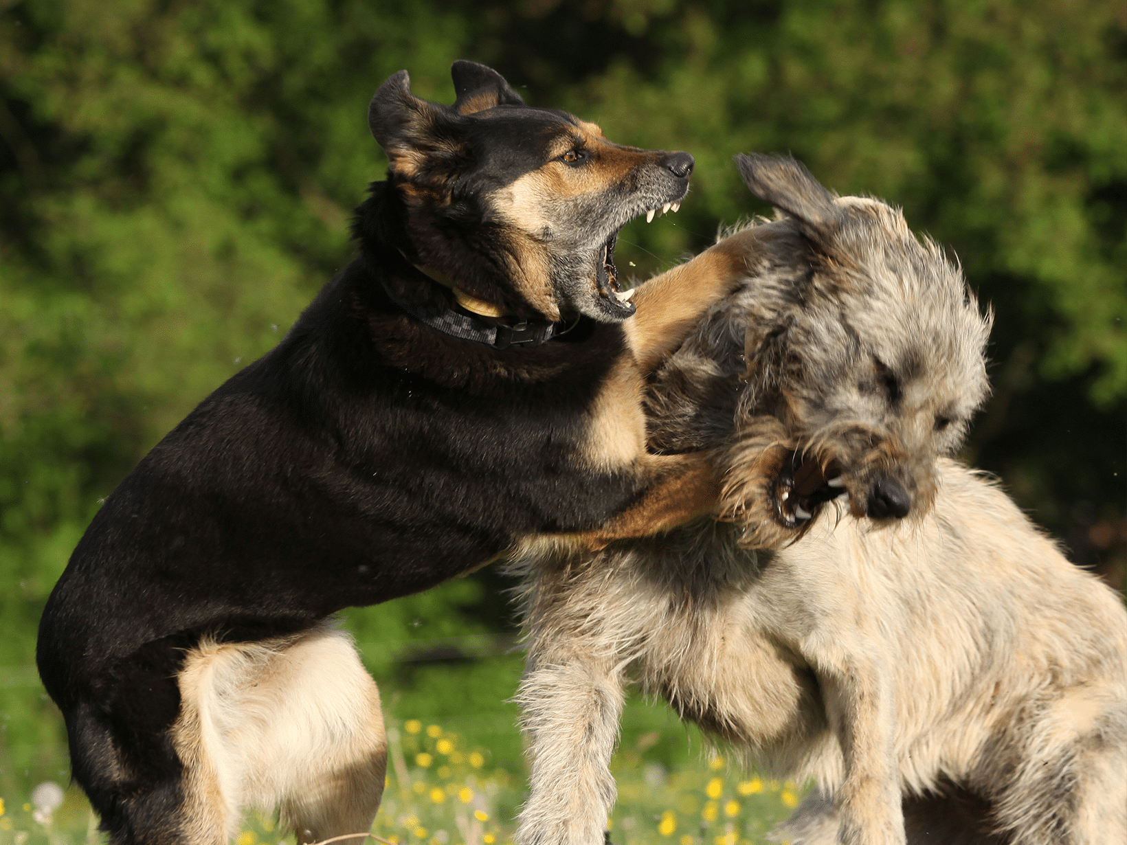 Waarom wordt mijn hond steeds aangevallen?