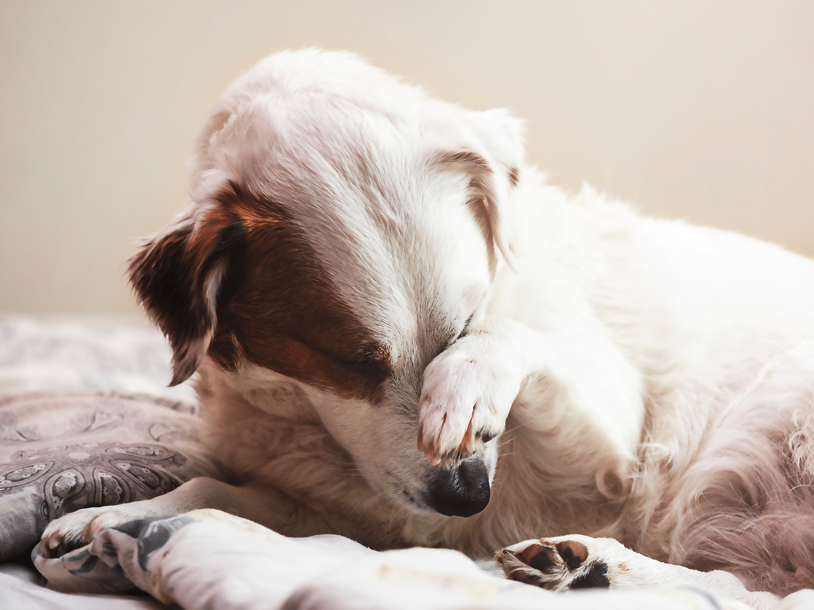 Waarom wrijft hond met poten over kop?