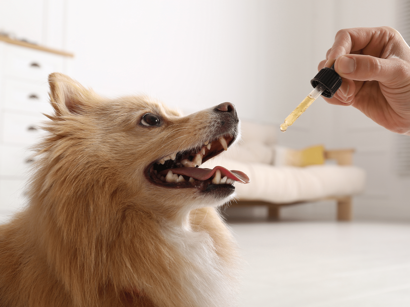 Waarom zalmolie voor een hond?