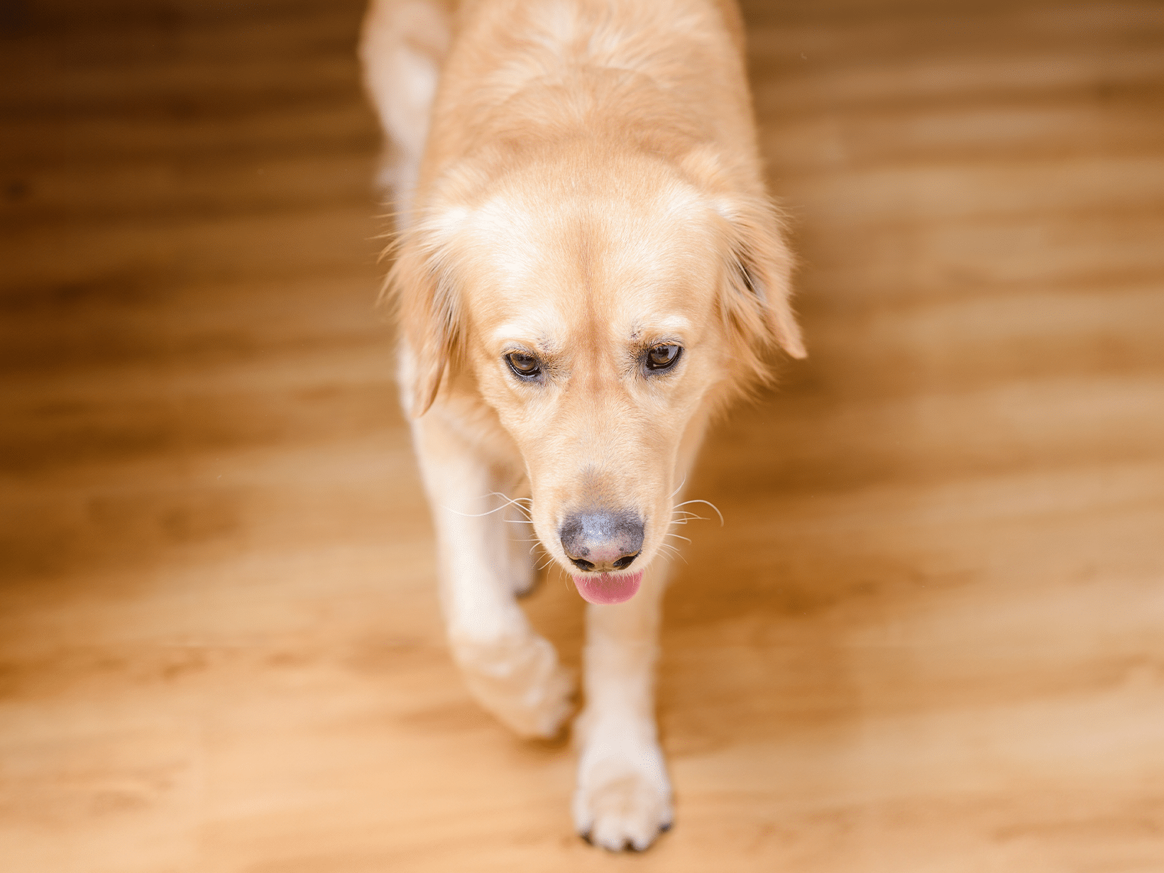 Waarom zondert een hond zich af?