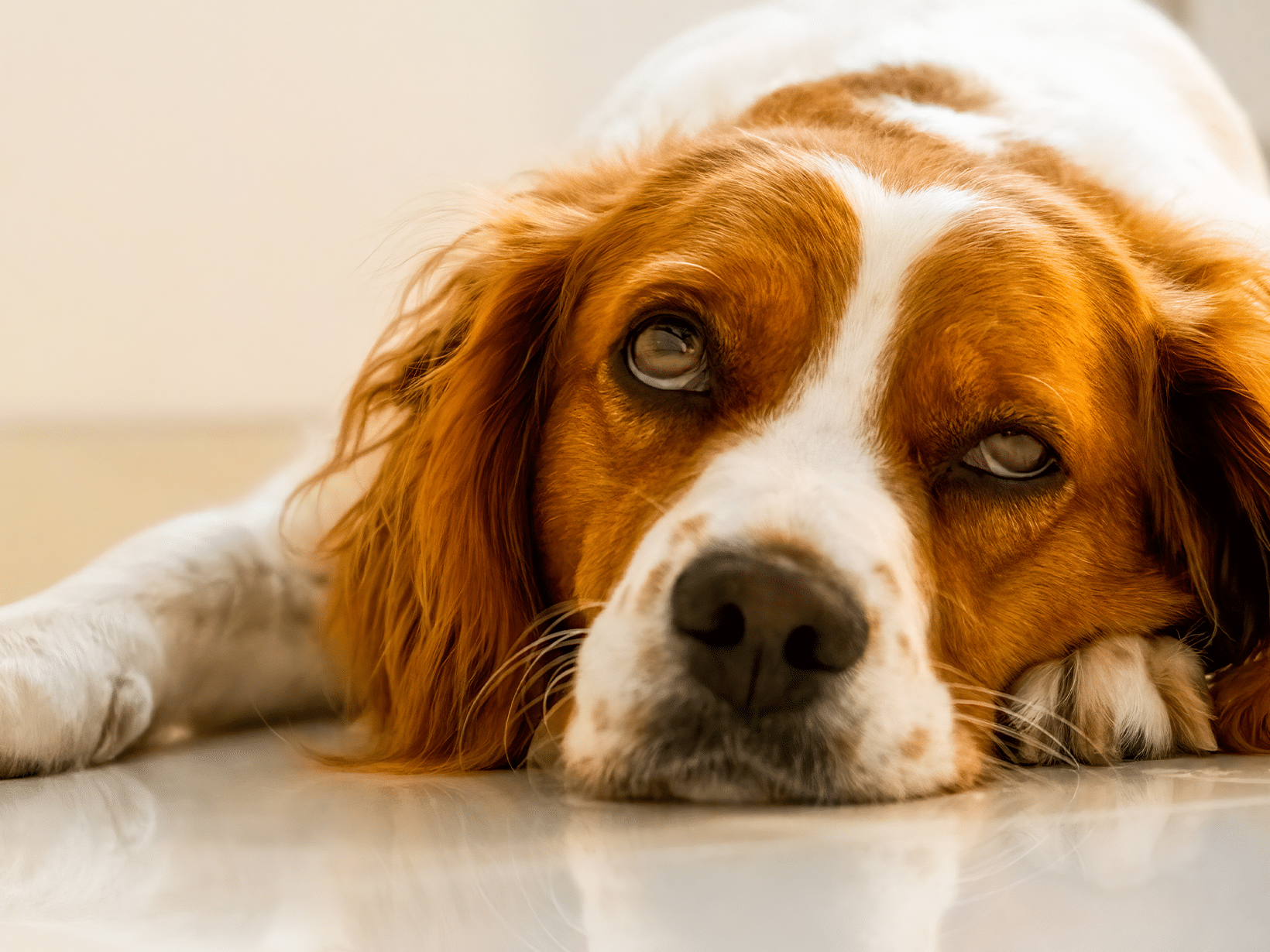 xylitol vergiftiging hond symptomen