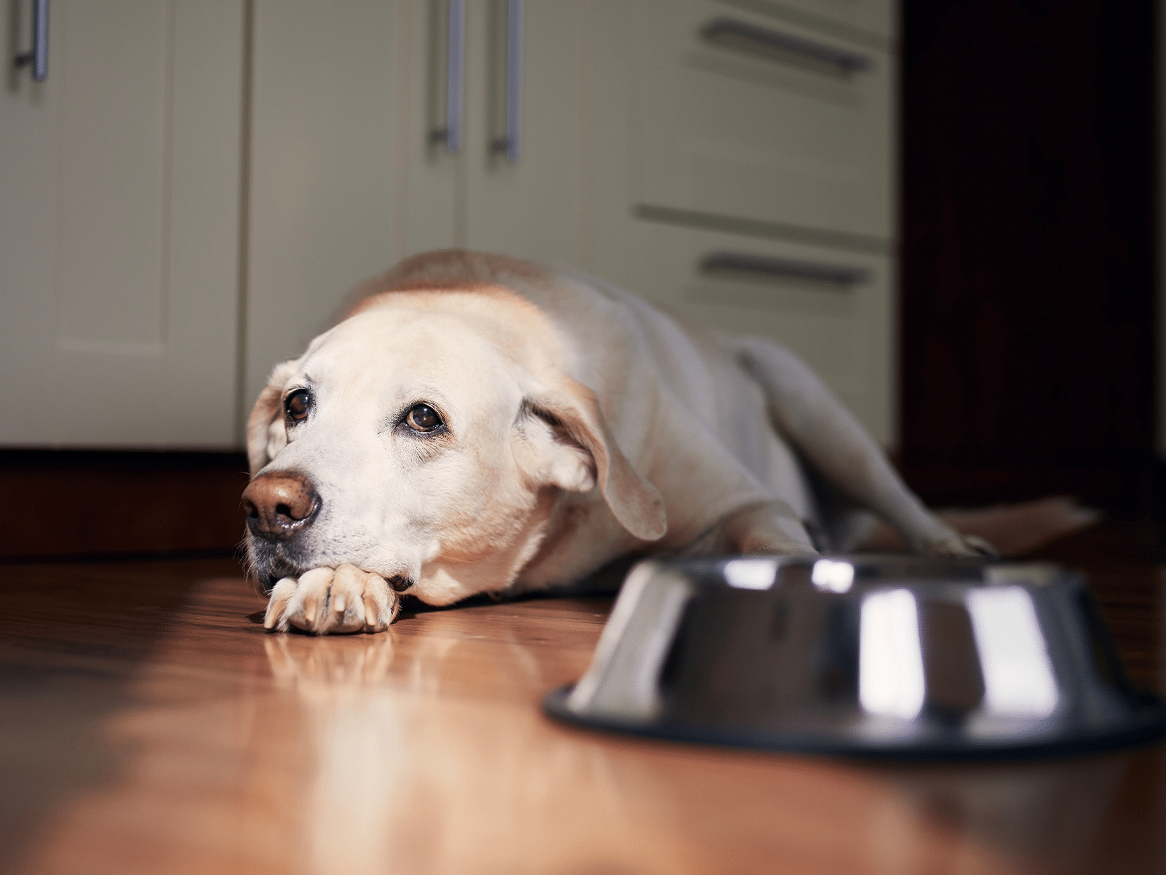 Ziekte van Carré symptomen bij een hond