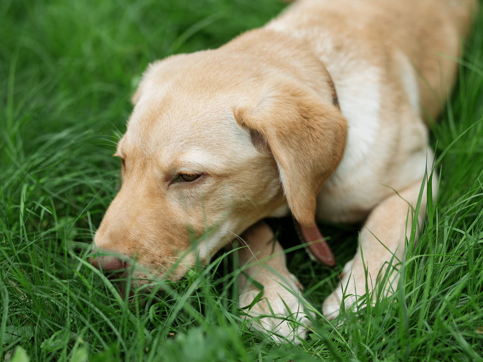 Ziekte van Crohn symptomen bij een hond