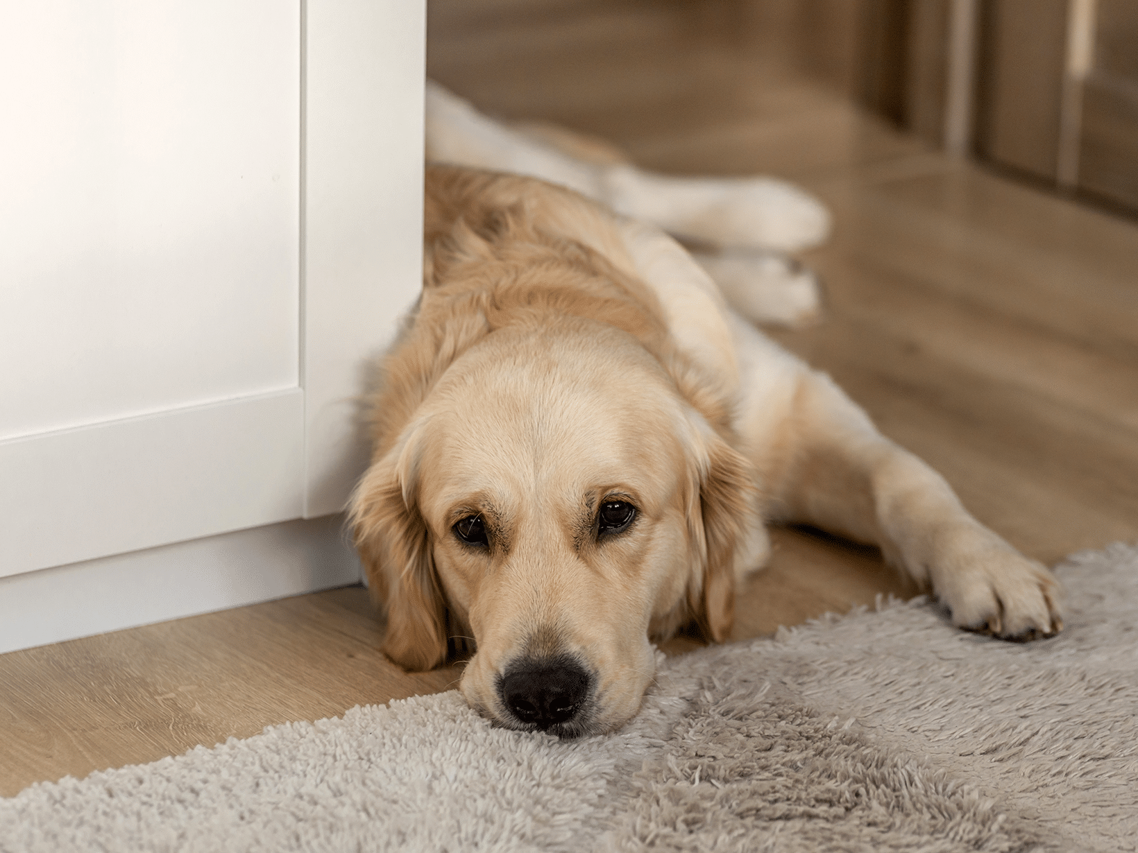 Ziekte van Lyme symptomen bij een hond