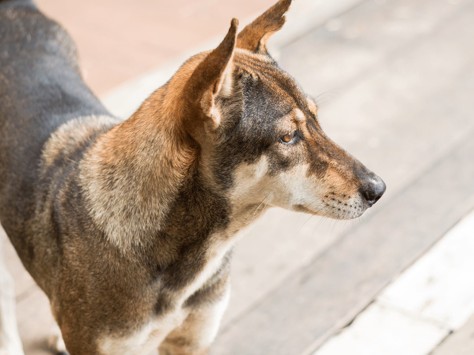 Zink tekort symptomen bij een hond