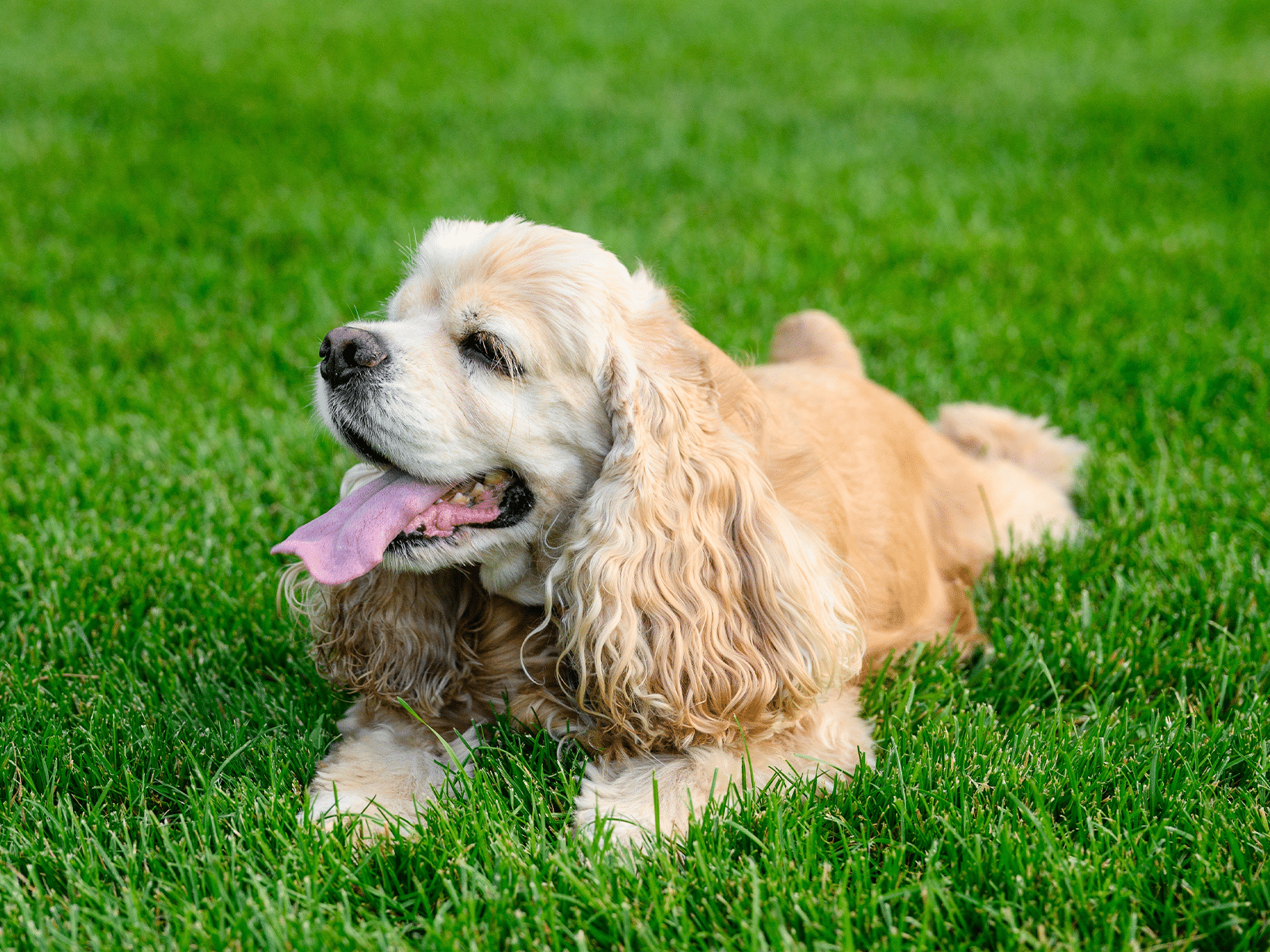 Zuurstoftekort symptomen bij een hond