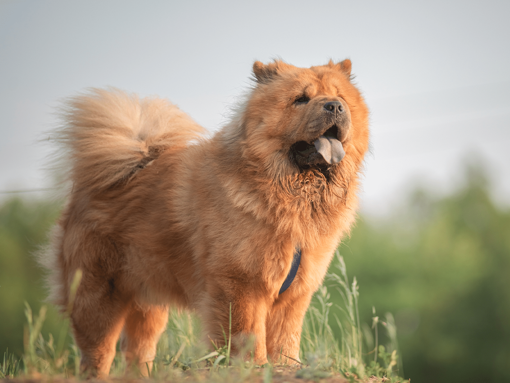 Een ontstoken hoornvlies bij een hond