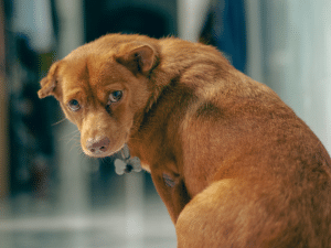 Een ontstoken huid van een hond behandelen