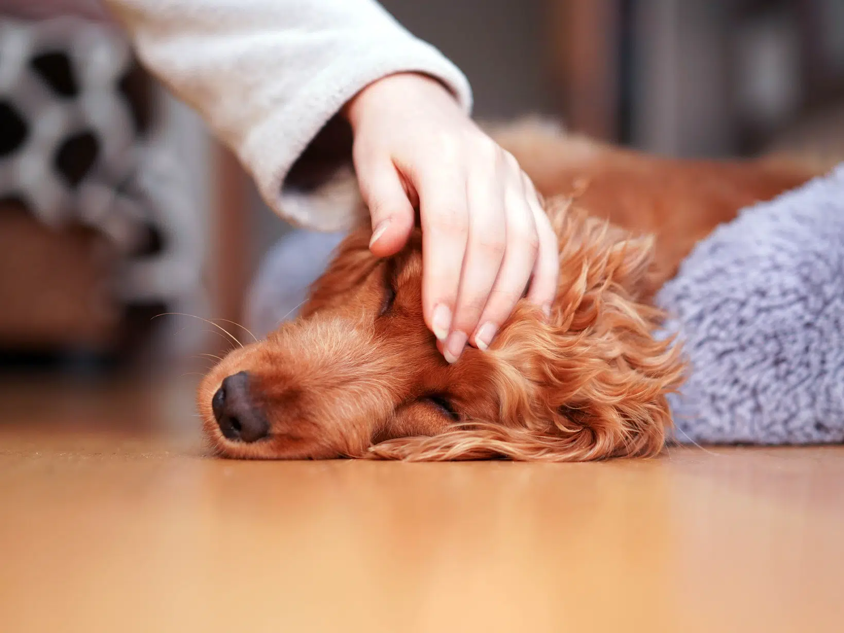 Een ontstoken legger van een hond