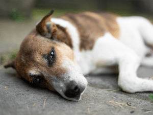 Een ontstoken lymfeklier bij een hond