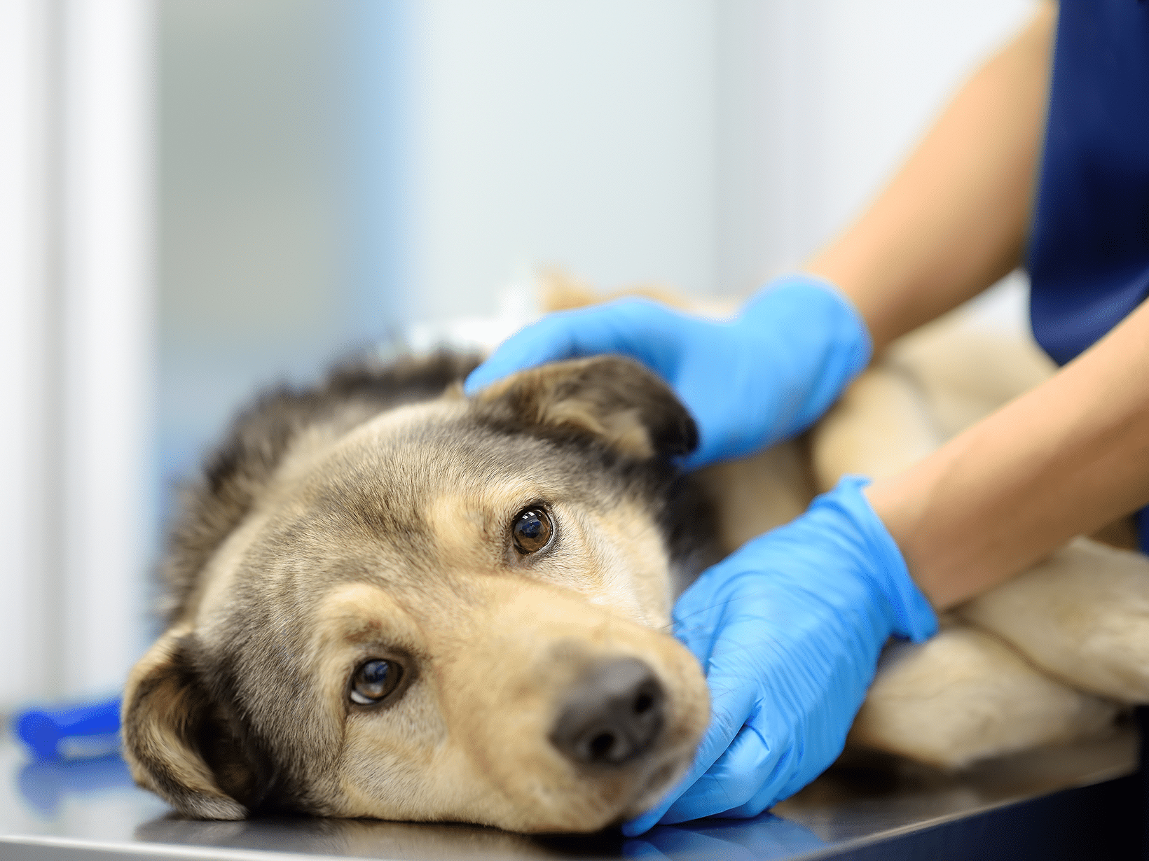 Een ontstoken melkklier behandeling bij een hond