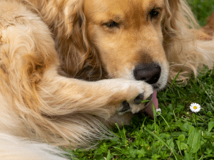 Een ontstoken nagel van een hond