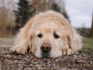 Een ontstoken neus van een hond