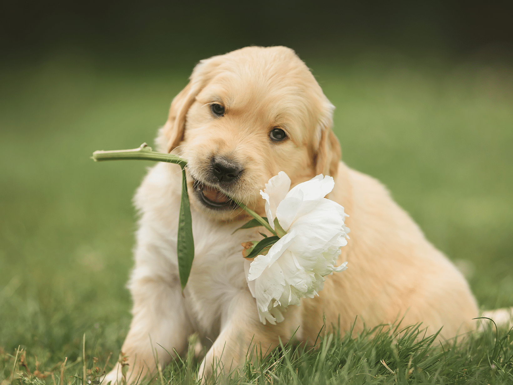 Hond eet bloemen