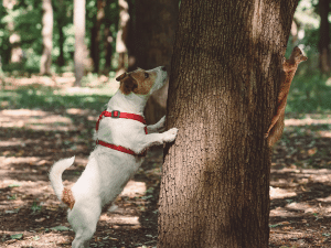 Hond eet boomschors