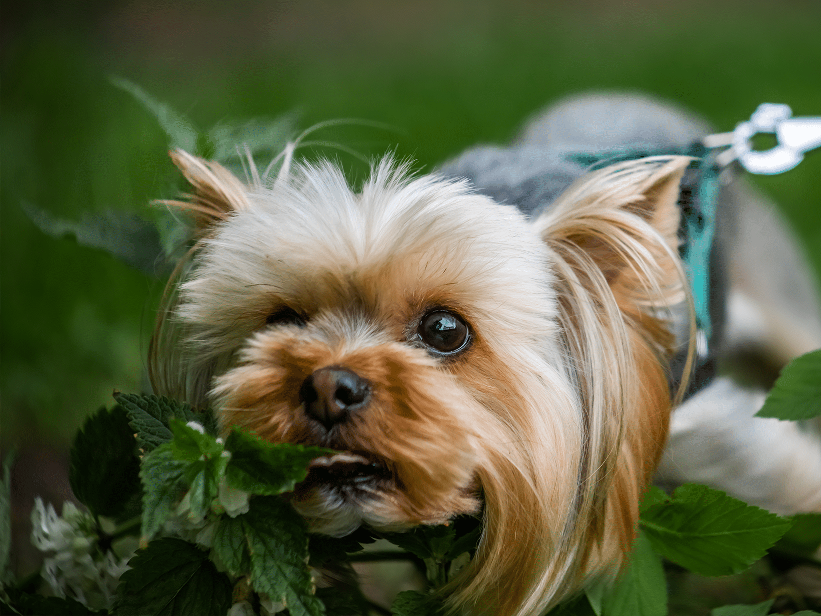 Hond eet brandnetels