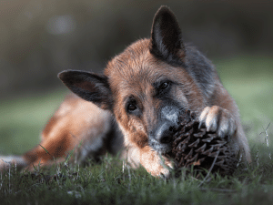 Hond eet dennenappels