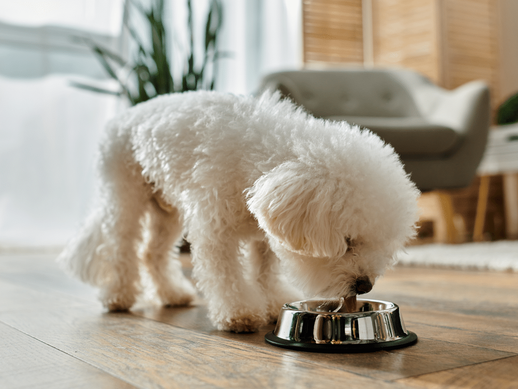 Hond eet goed maar wordt mager oorzaken en oplossingen