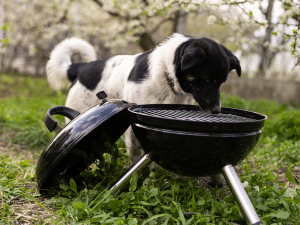 Hond eet houtskool