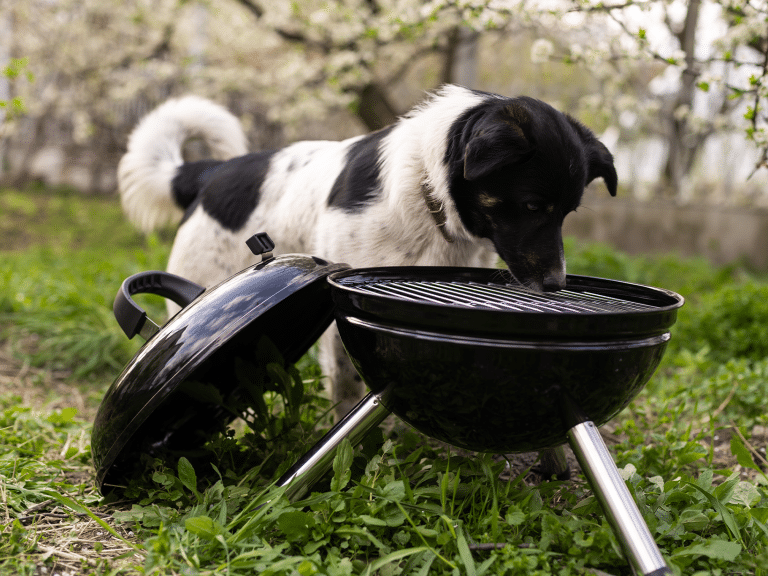 Hond eet houtskool: oorzaken, risico's en oplossingen