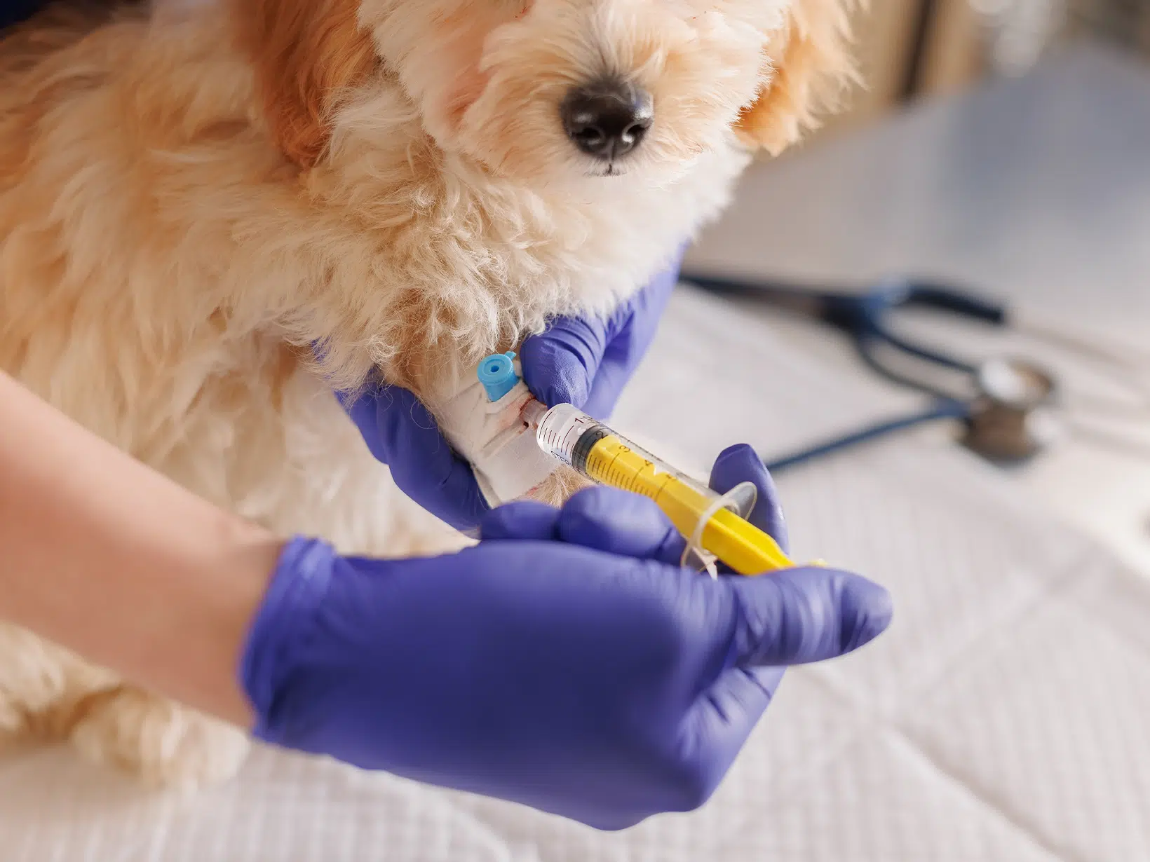 Injectie kosten tegen jeuk hond