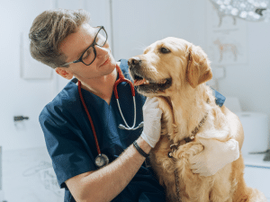 Kosten gezondheidsverklaring hond