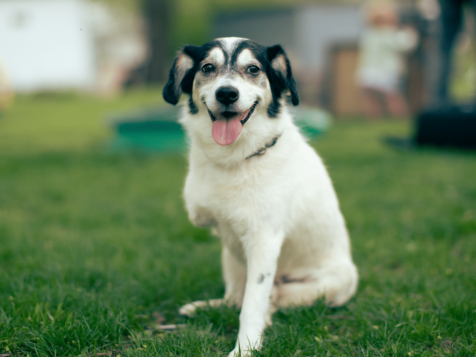 Kosten prothese hond voorpoot