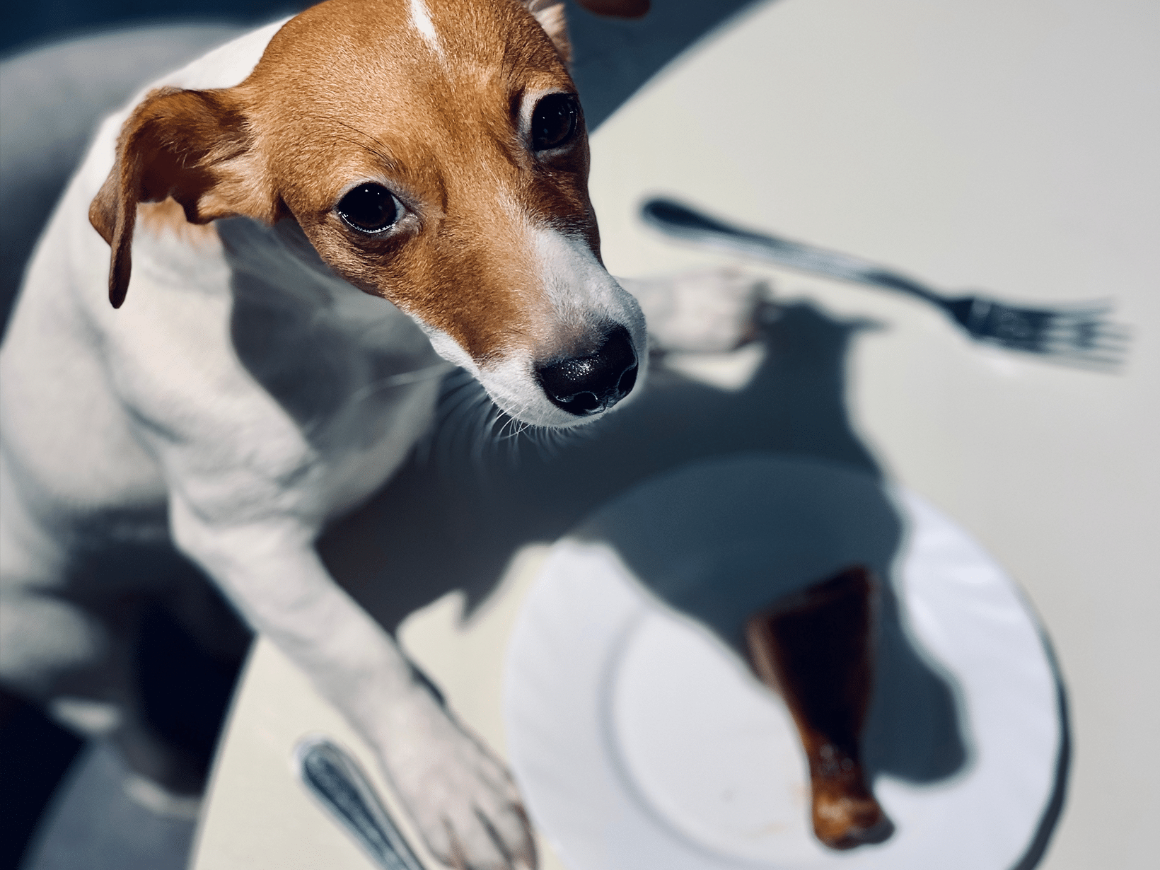 Mag een hond een drumstick eten?